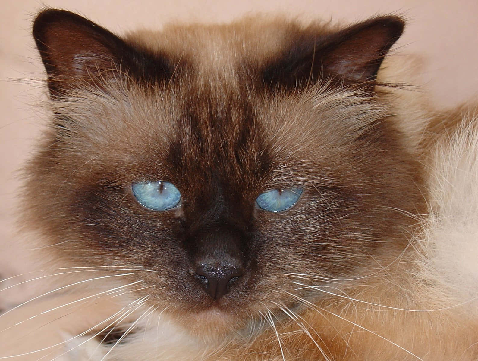 Beautiful Birman Cat Resting On A Velvet Pillow Wallpaper