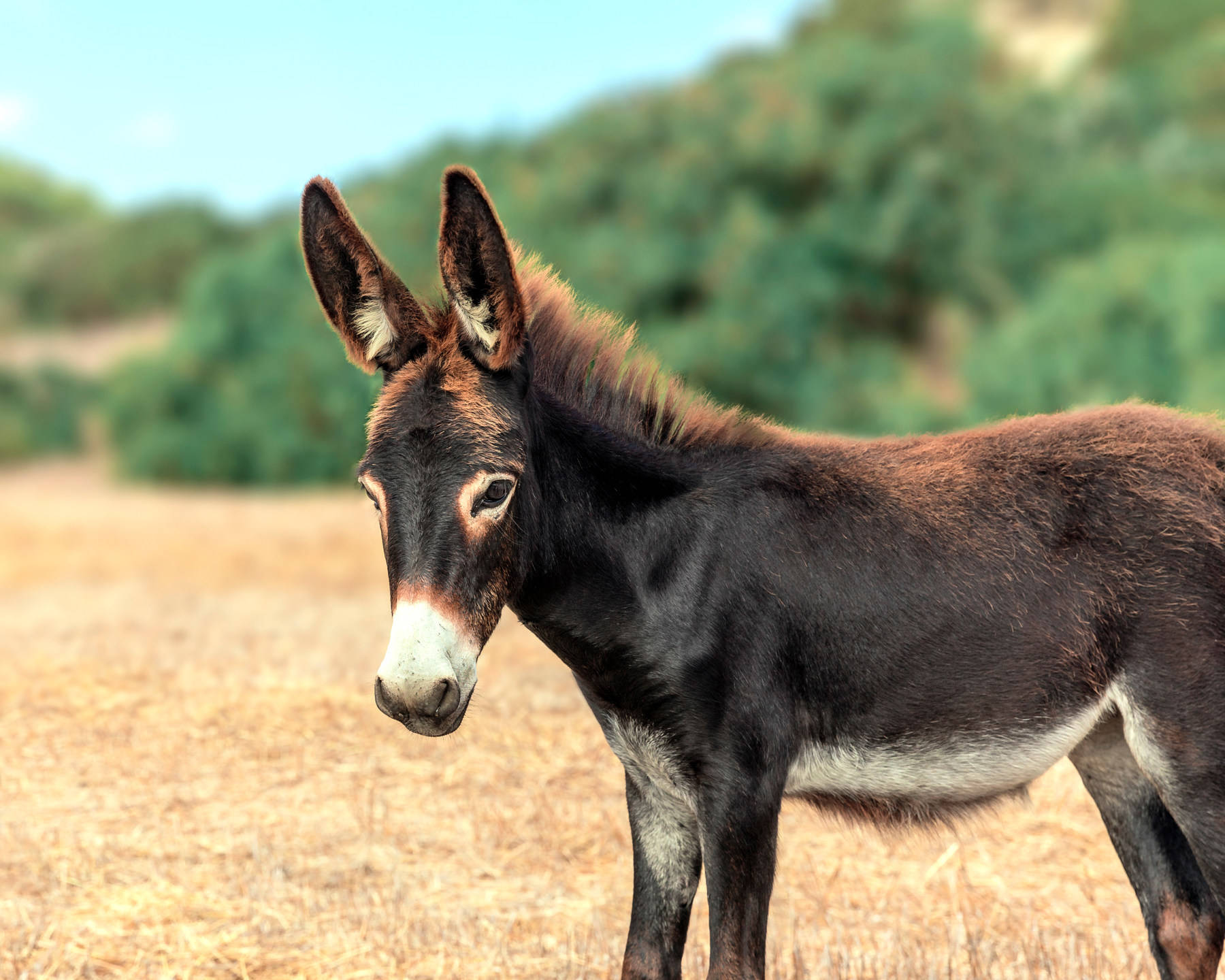 Beautiful Black Donkey Wallpaper