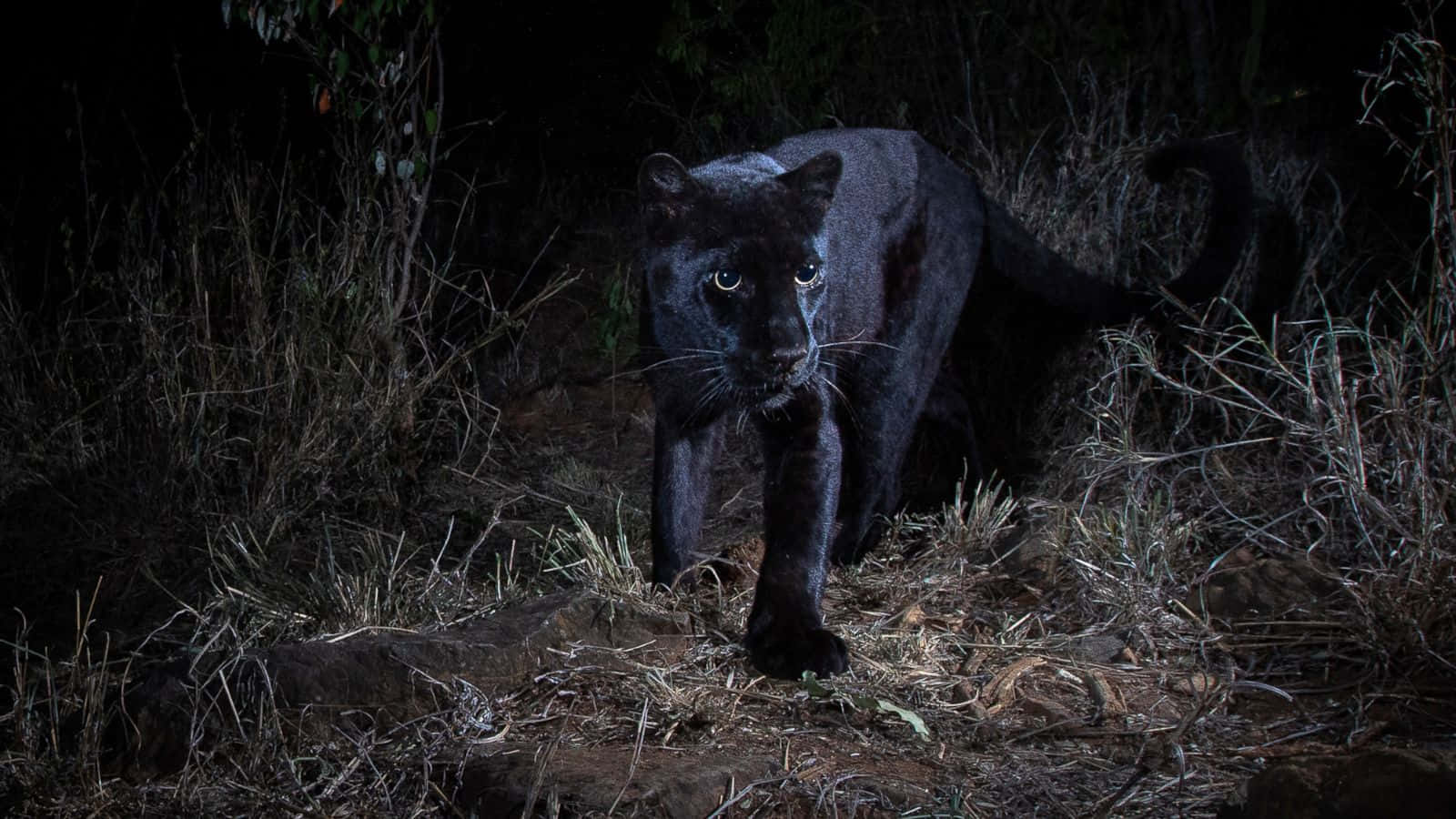 Beautiful Black Leopard In Its Natural Habitat Wallpaper