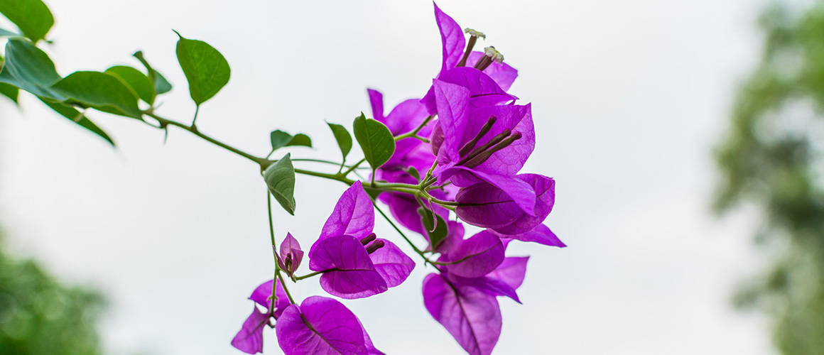 Beautiful Bloom Of Bougainvillea Shining In Sunshine Wallpaper