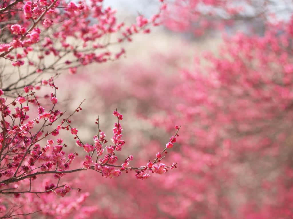 Beautiful Blooming Trees In A Park Wallpaper