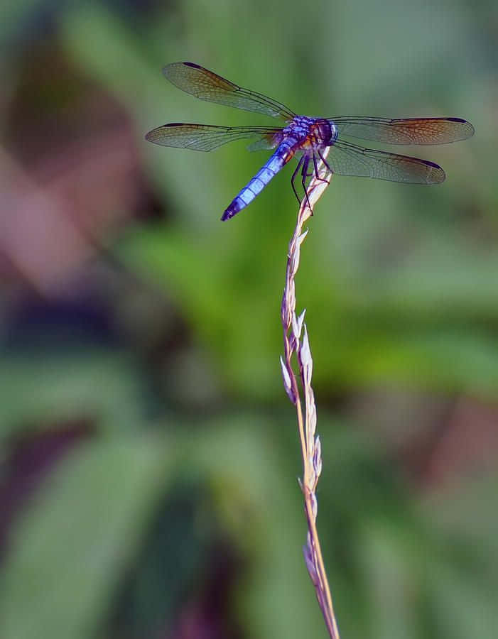 Beautiful Blue Dragonfly Perched Atop A Blades Of Grass Wallpaper