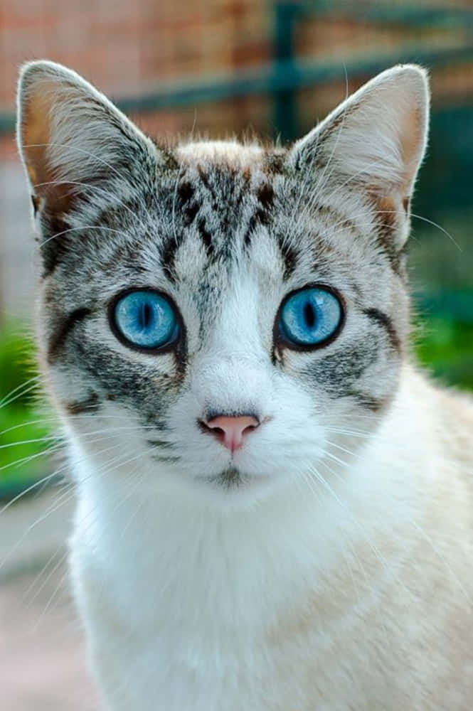 Beautiful Blue-eyed Ojos Azules Cat Wallpaper