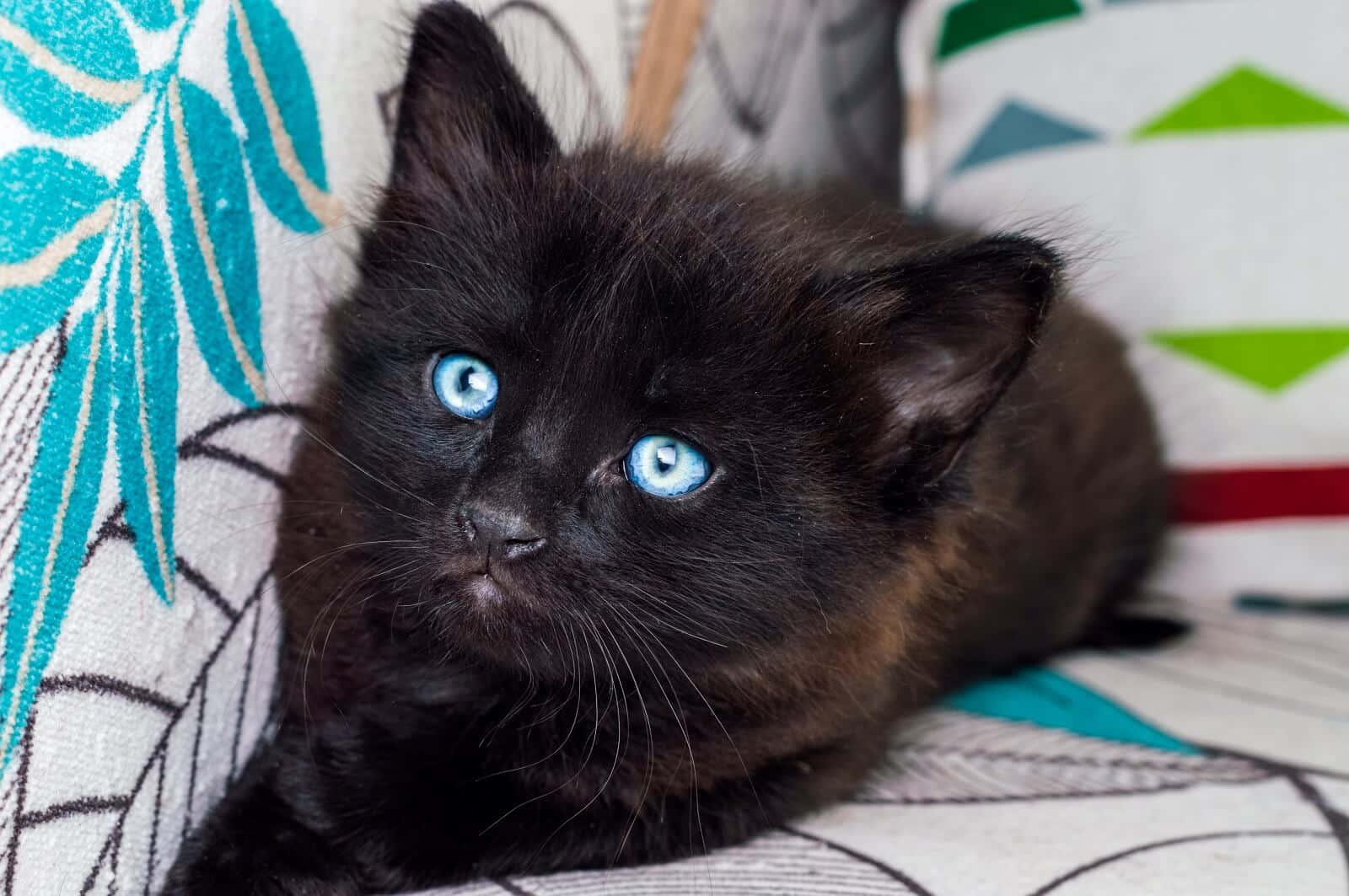 Beautiful Blue-eyed Ojos Azules Cat Lounging On A Wooden Floor Wallpaper