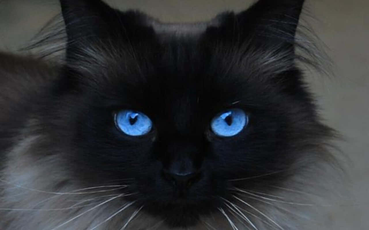 Beautiful Blue-eyed Ojos Azules Cat Wallpaper