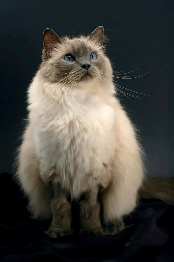 Beautiful Blue-eyed Ragdoll Cat Lounging Wallpaper