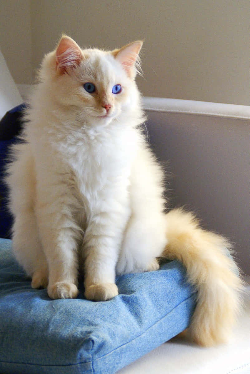 Beautiful Blue-eyed Ragdoll Cat Lounging On A Cozy Couch Wallpaper