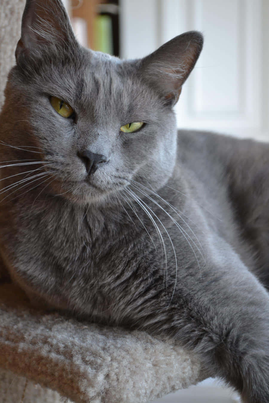 Beautiful Blue Russian Cat Basking In Sunlight Wallpaper