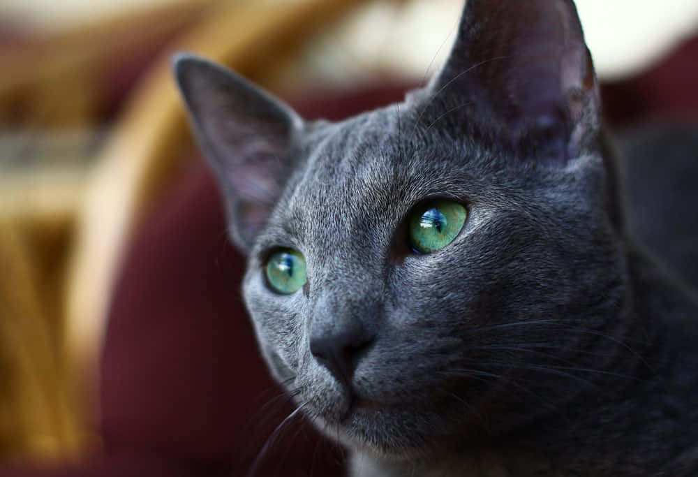 Beautiful Blue Russian Cat In Its Natural Environment Wallpaper