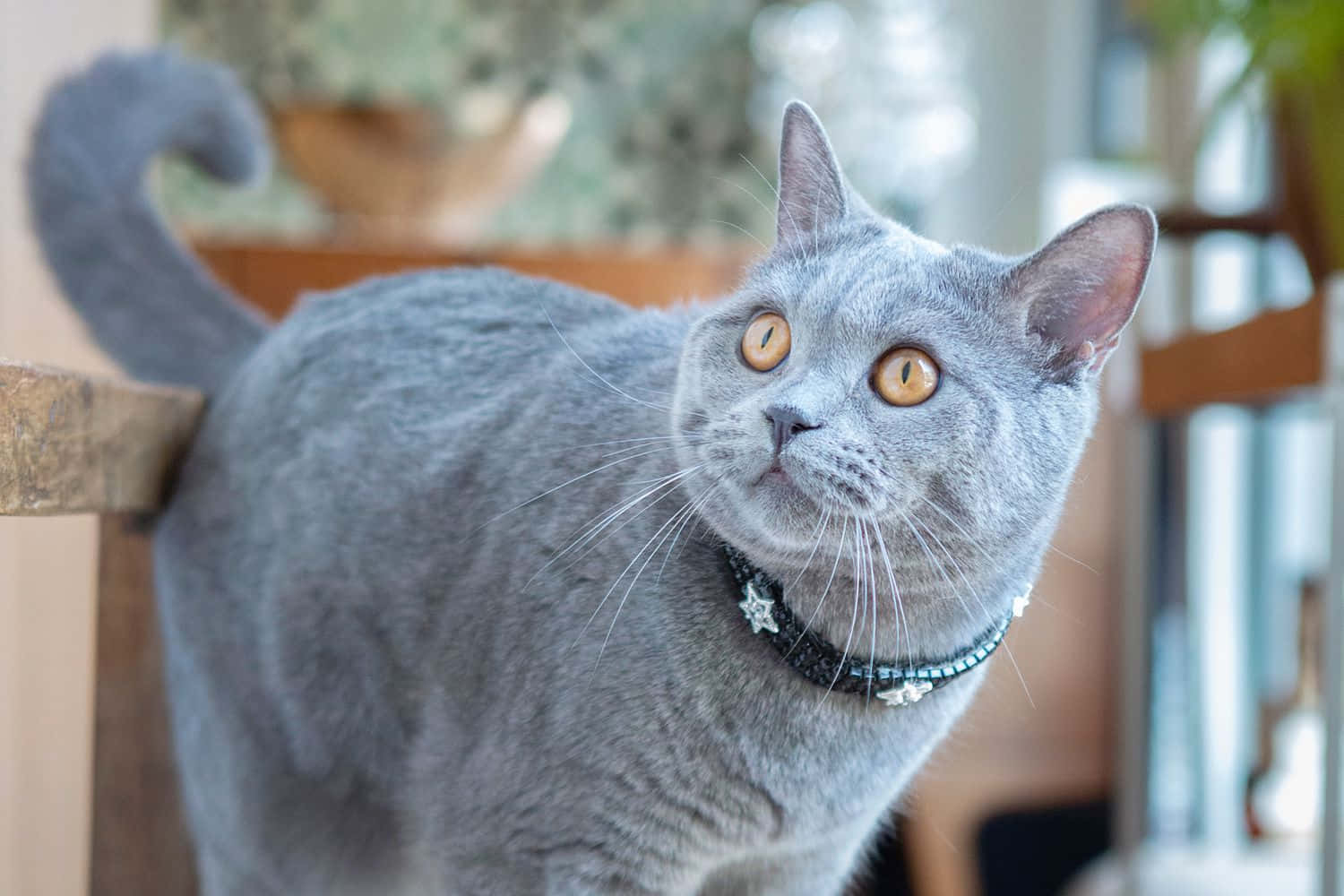 Beautiful Blue Russian Cat Relaxing On A Couch Wallpaper