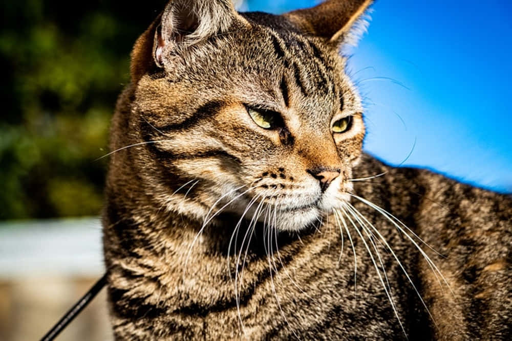 Beautiful Brazilian Shorthair Cat Basking In Sunlight Wallpaper