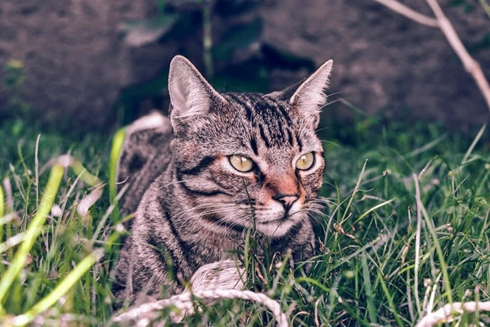 Beautiful Brazilian Shorthair Cat Lounging Wallpaper