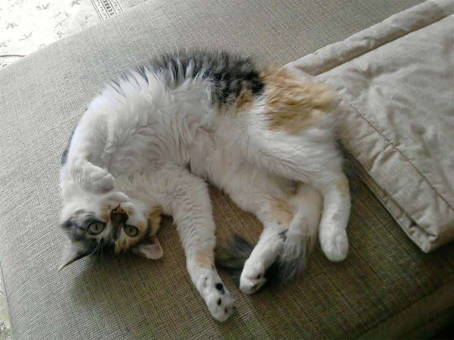 Beautiful Brazilian Shorthair Cat Lounging On Sofa Wallpaper