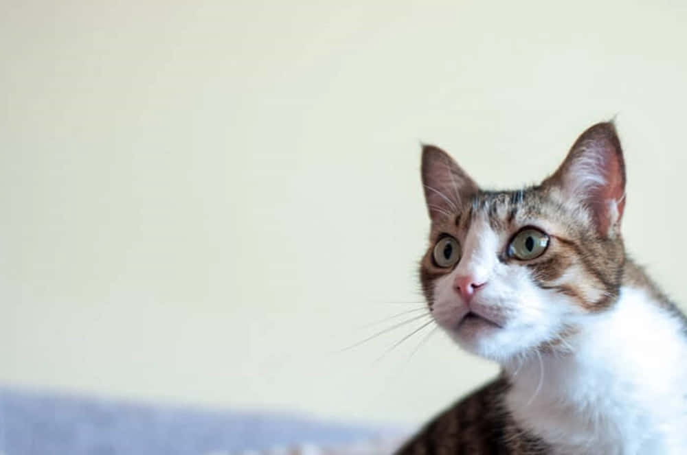 Beautiful Brazilian Shorthair Cat Relaxing On A Cozy Couch Wallpaper