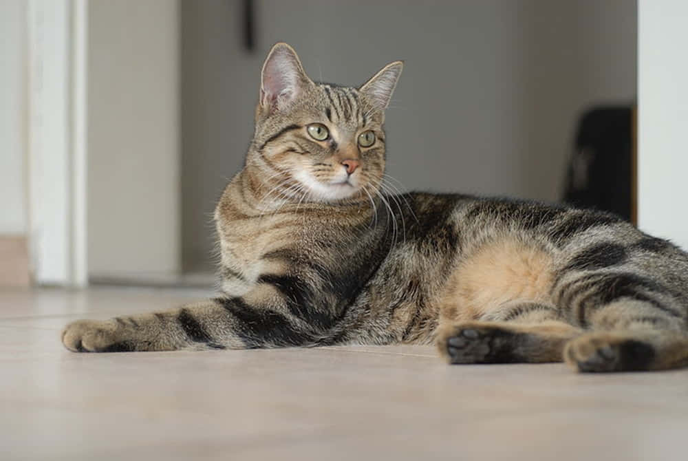 Beautiful Brazilian Shorthair Cat Relaxing On A Cozy Couch Wallpaper