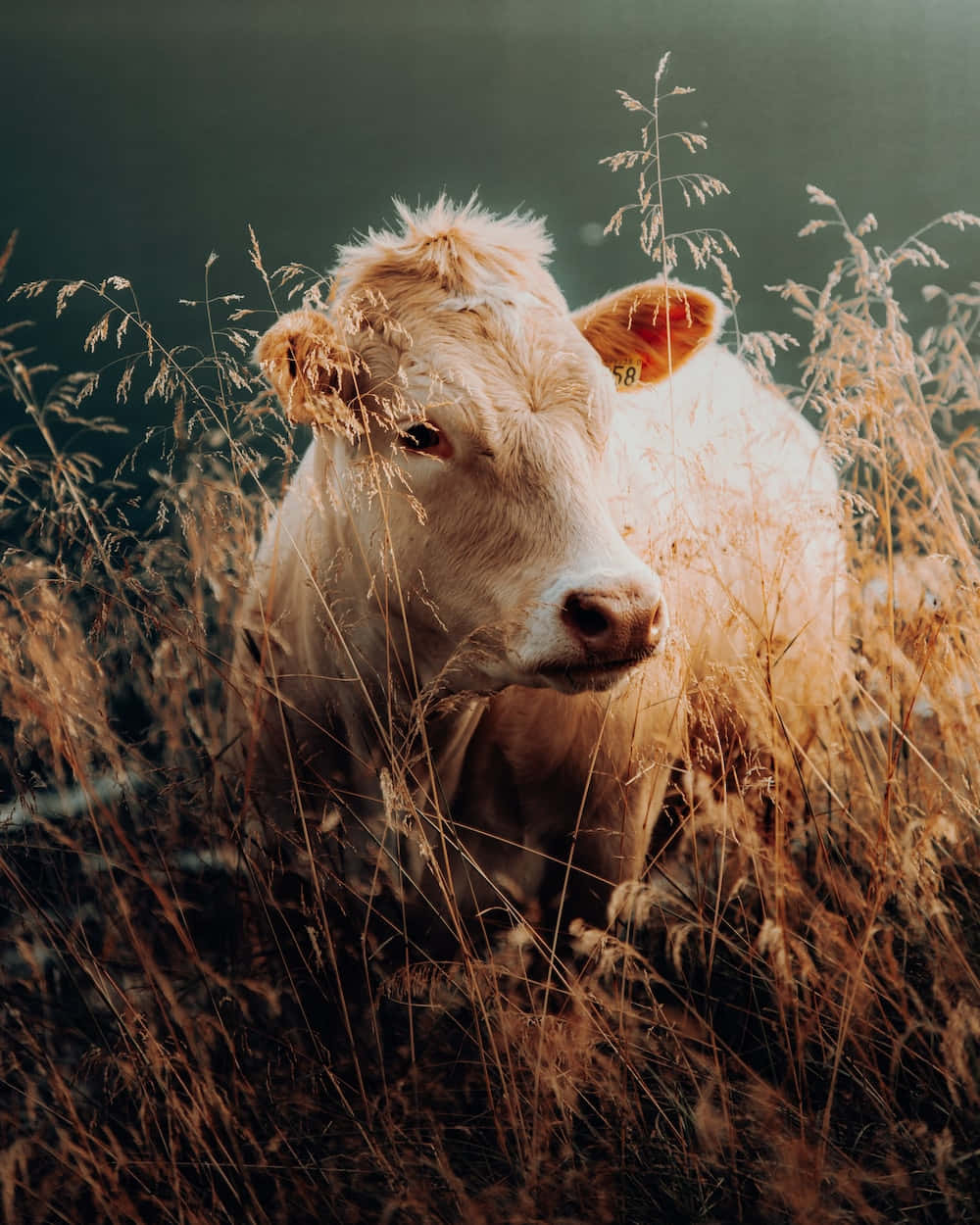 Beautiful Brown Cow In Green Field Wallpaper