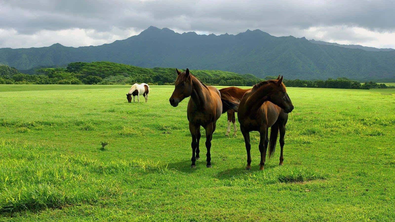 Beautiful Brown Horse Galloping Gracefully Wallpaper