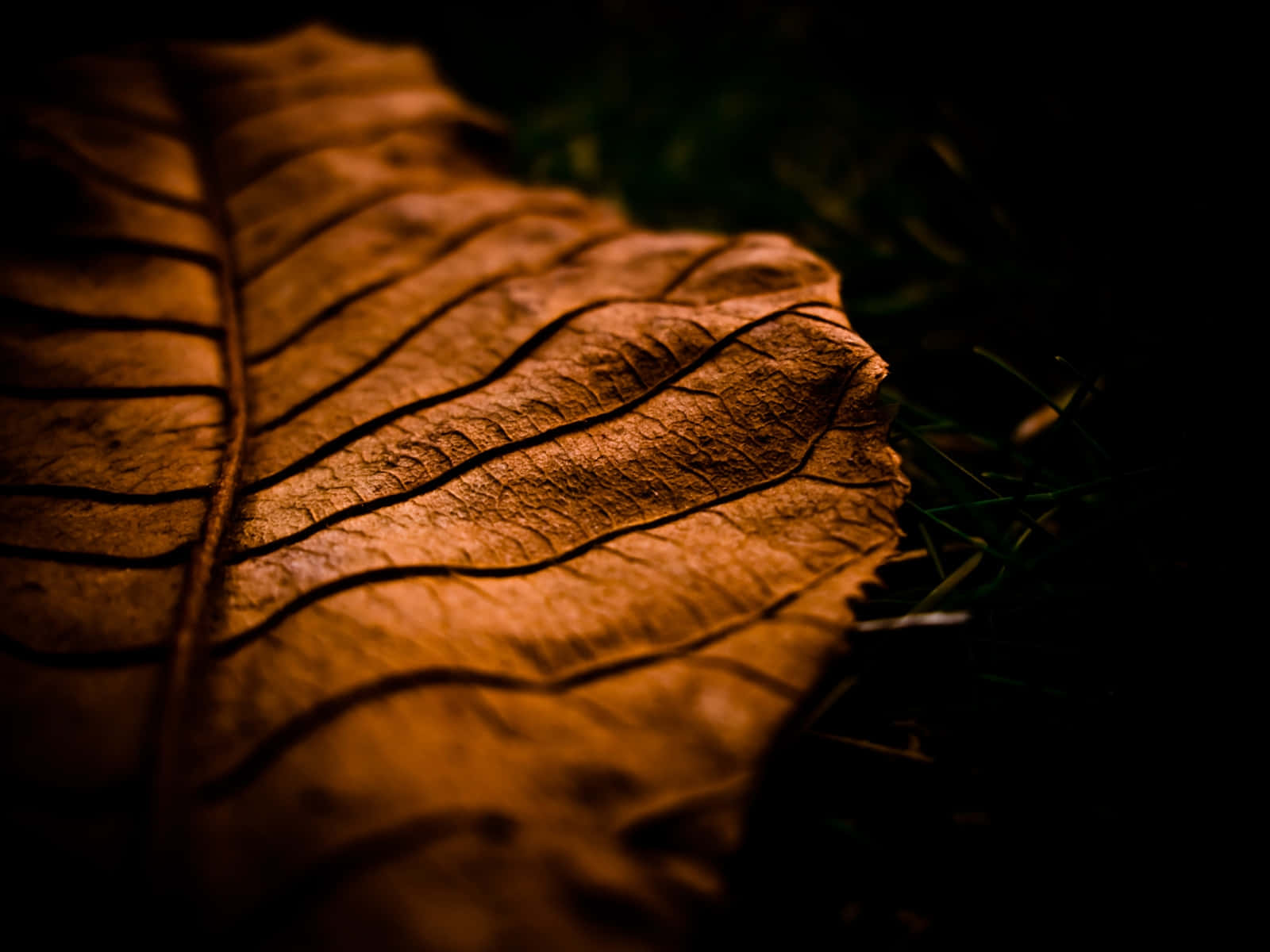 Beautiful Brown Leaves Scattered On The Ground Wallpaper