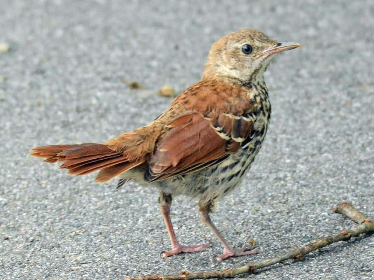 Beautiful Brown Thrasher Perched On A Branch Wallpaper