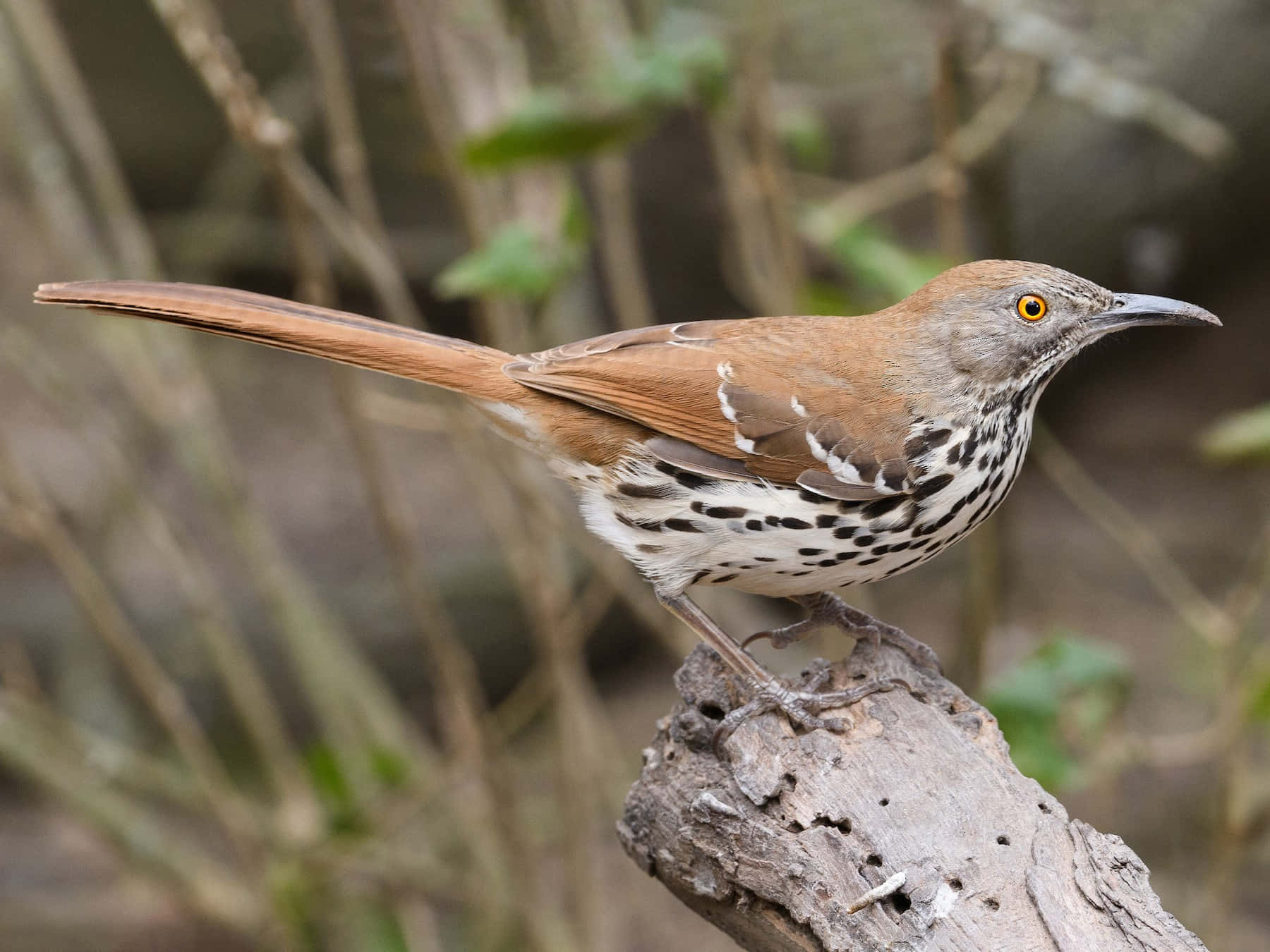 Beautiful Brown Thrasher Perched On A Branch Wallpaper