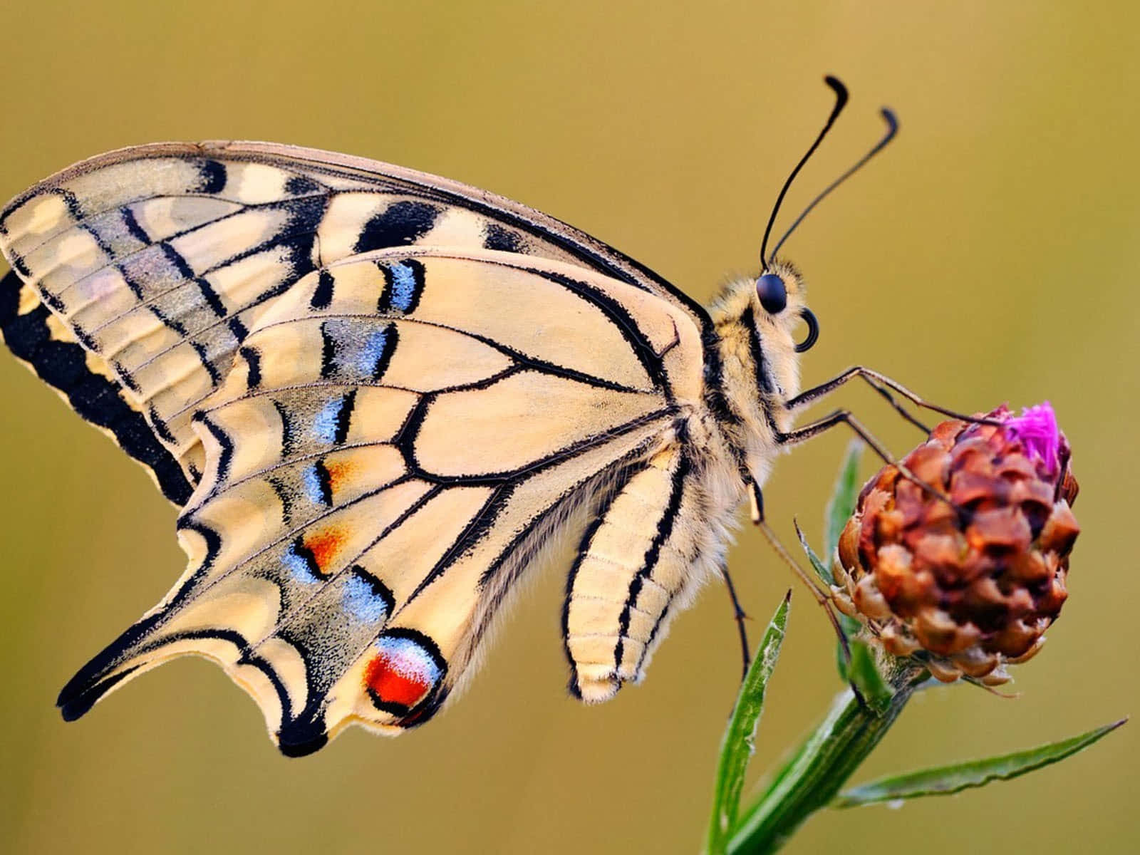 “beautiful Butterfly At Rest” Wallpaper