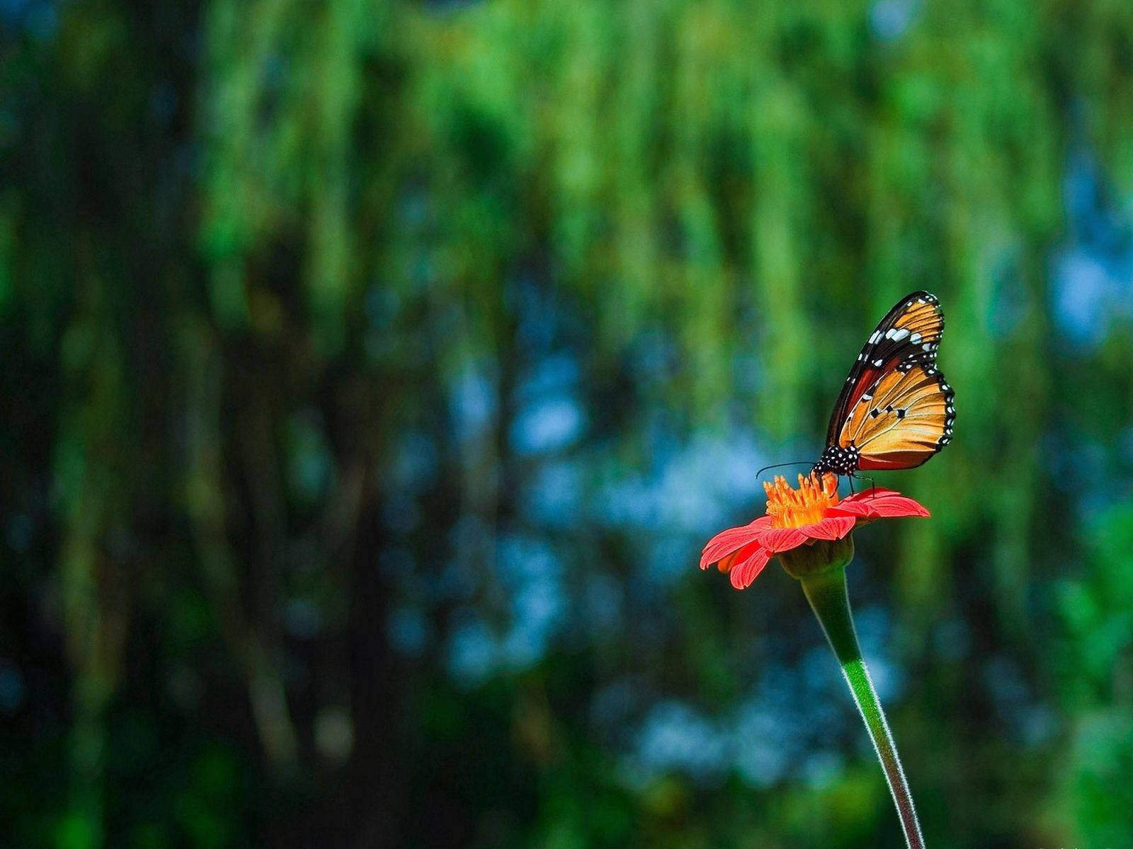 Beautiful Butterfly Green Garden Wallpaper