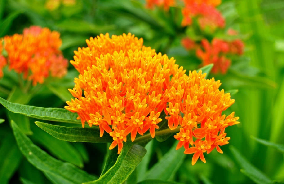 Beautiful Butterfly Weed, A Symbol Of Transformation And Regeneration Wallpaper