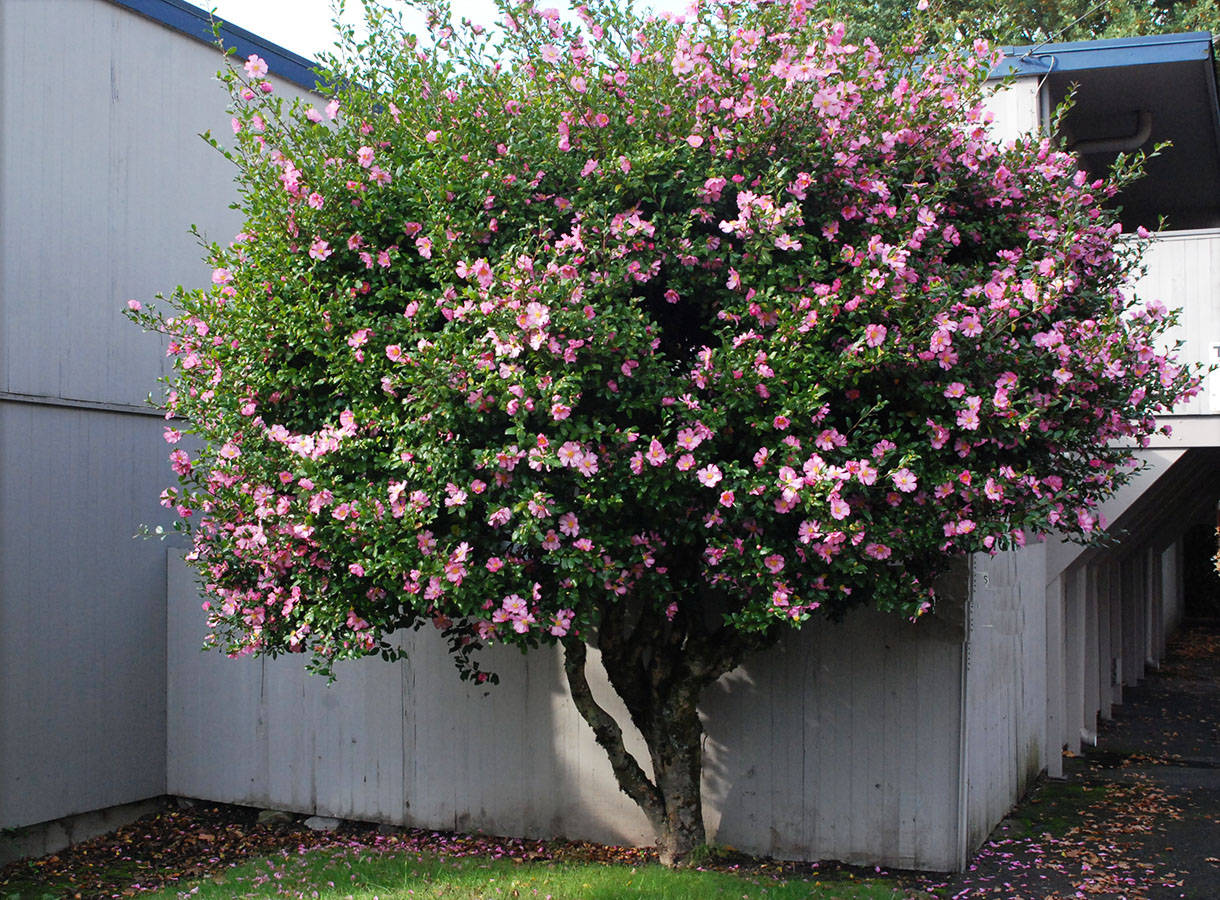 Beautiful Camellia Sasanqua In Full Bloom Wallpaper