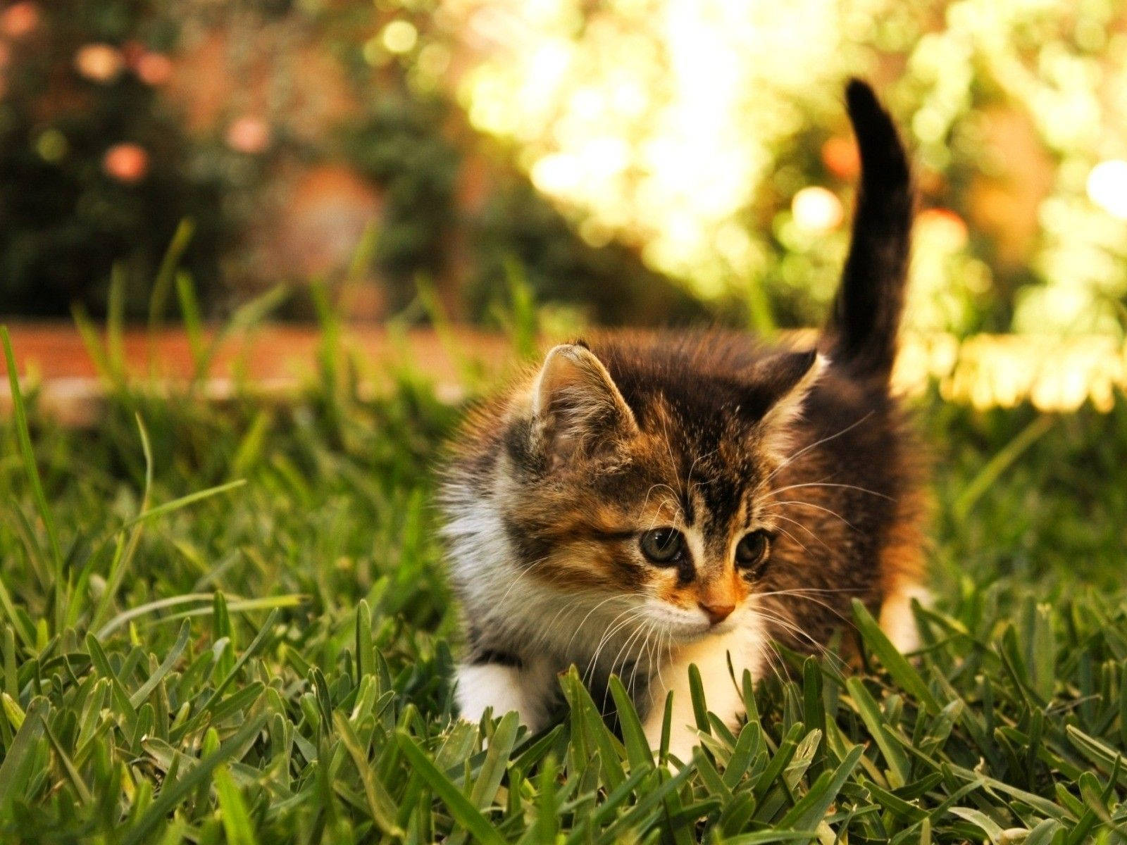 Beautiful Cat In Backyard Wallpaper