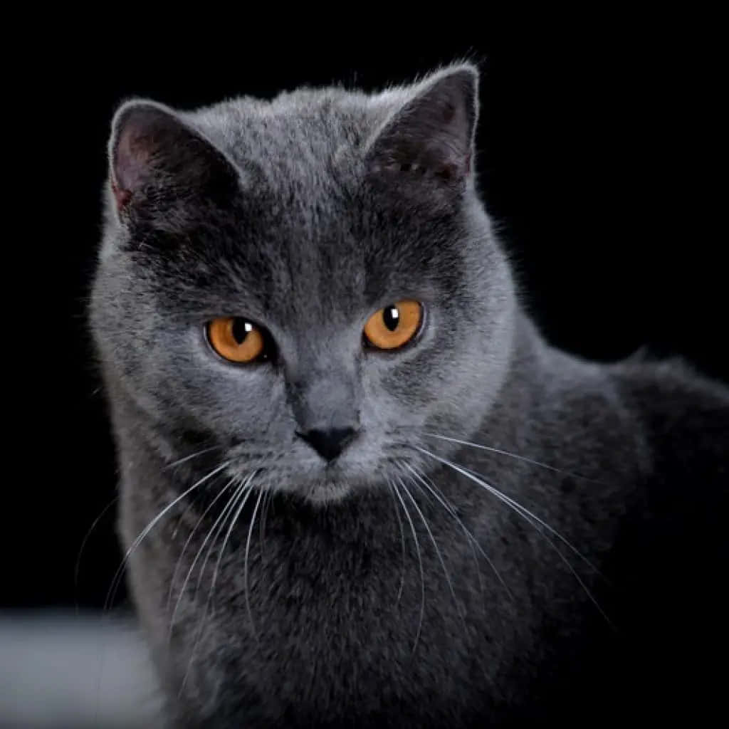 Beautiful Chartreux Cat Lounging On A Couch Wallpaper