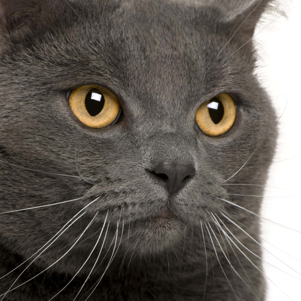 Beautiful Chartreux Cat Lounging On A Sofa Wallpaper