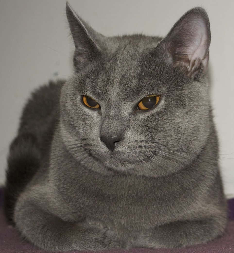 Beautiful Chartreux Cat Lounging On A Soft Rug Wallpaper