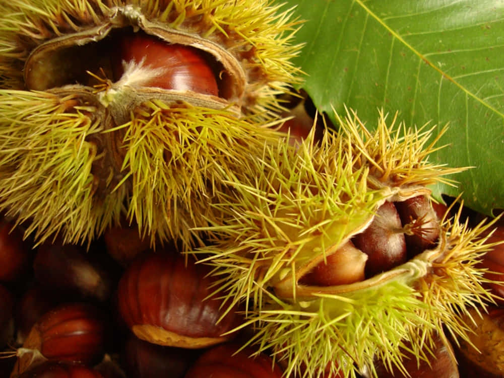 Beautiful Chestnut Close-up Wallpaper