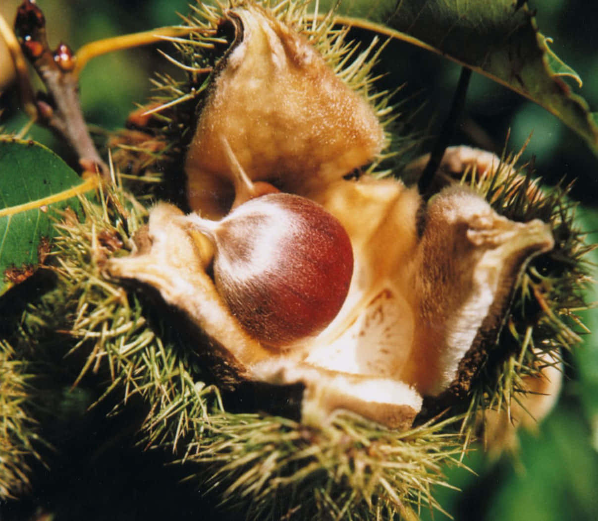 Beautiful Chestnut On A Bright Background Wallpaper