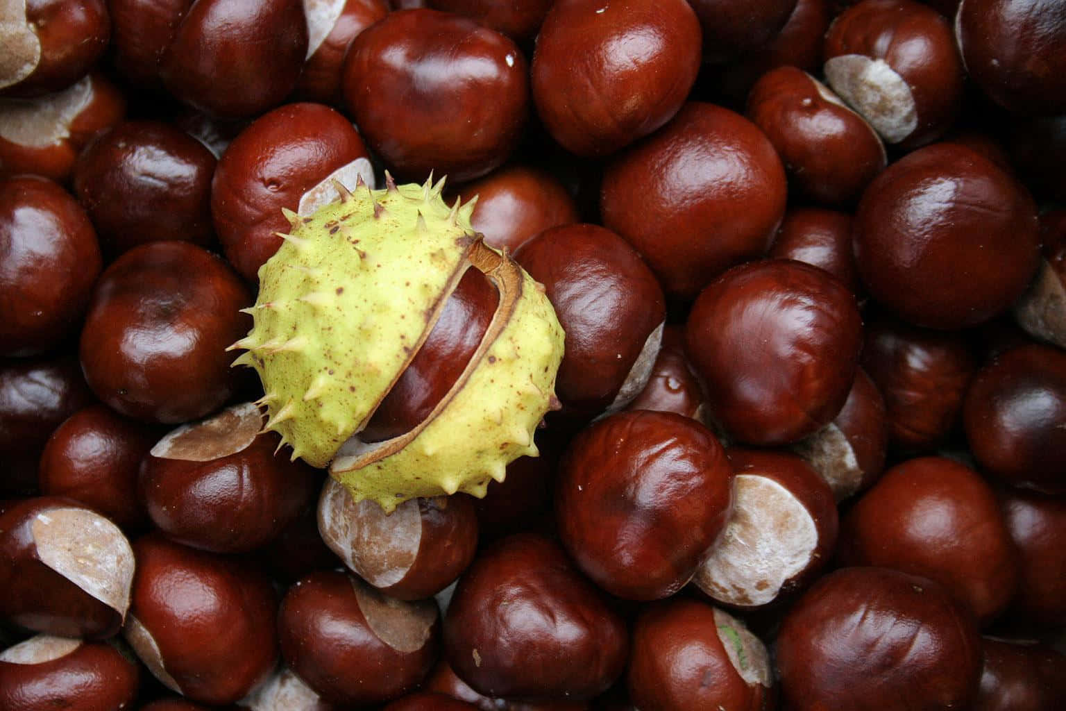 Beautiful Chestnut Tree In Full Bloom Wallpaper