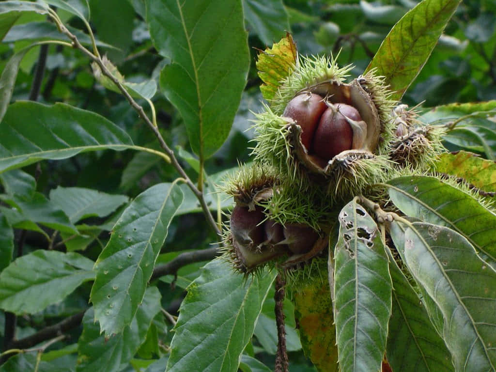 Beautiful Chestnut Tree In Full Bloom Wallpaper