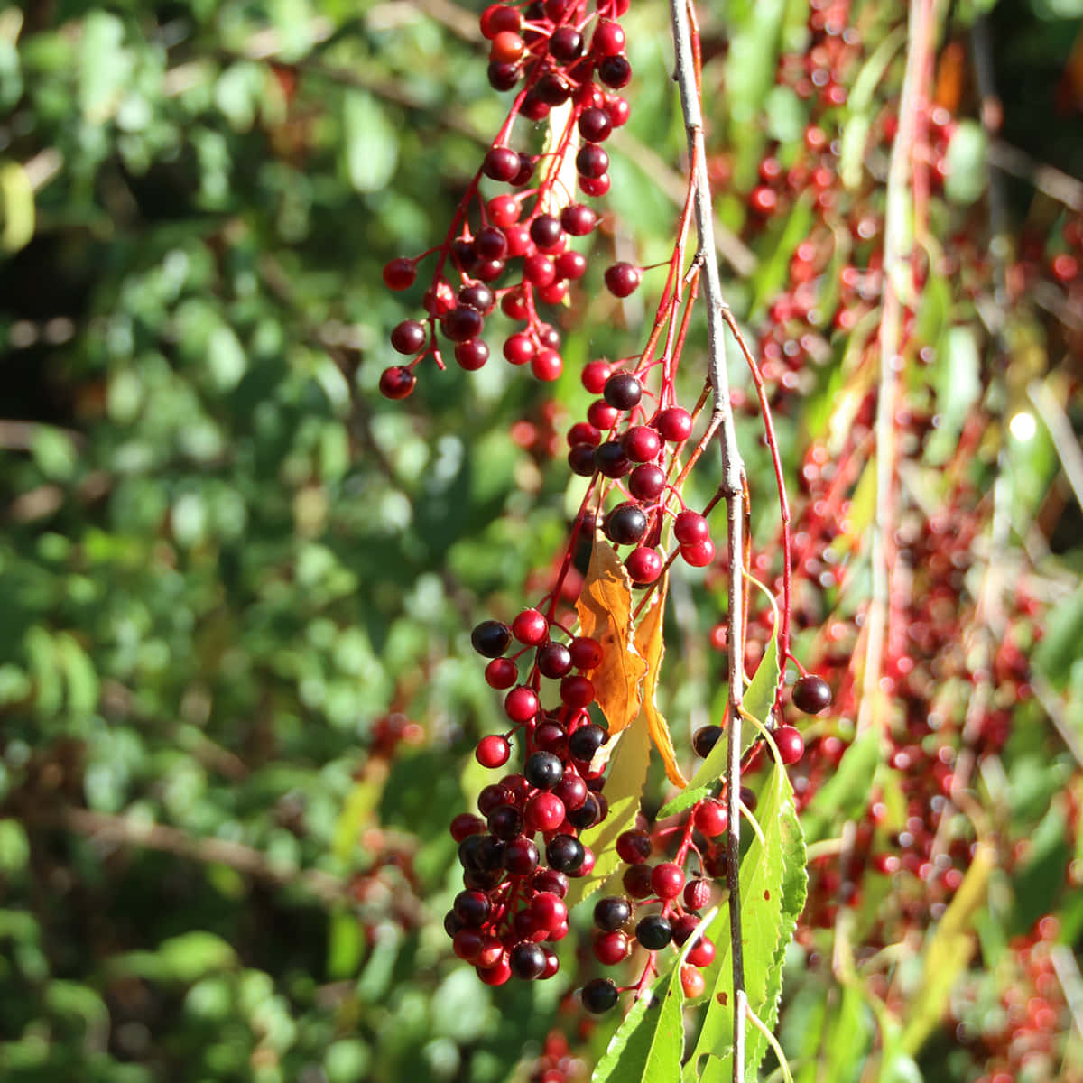 Beautiful Close-up Of Black Cherry Wallpaper