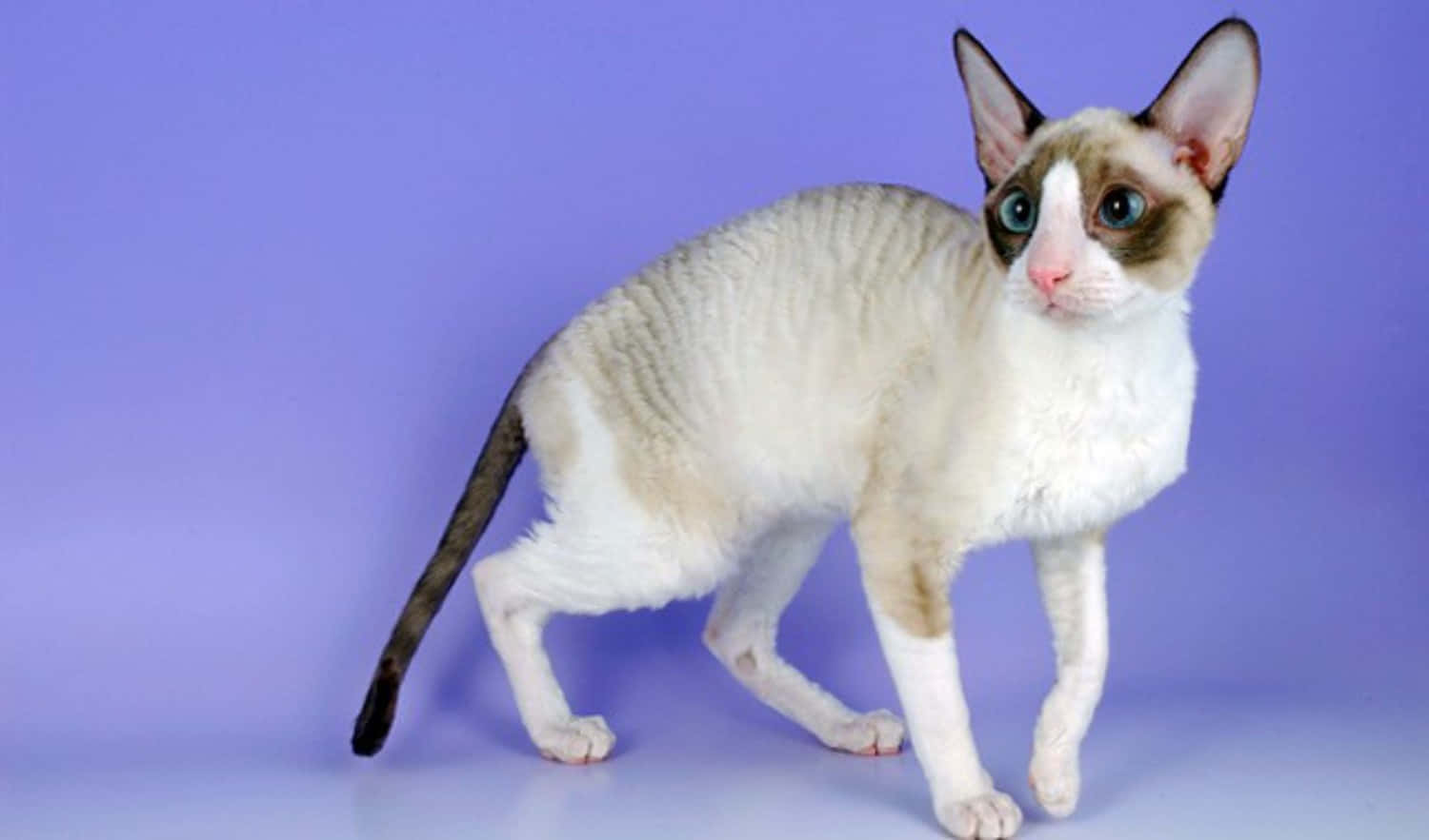 Beautiful Cornish Rex Lounging On A Plush Carpet Wallpaper