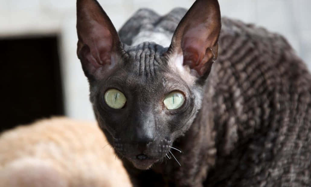 Beautiful Cornish Rex Resting On A Soft Blanket Wallpaper