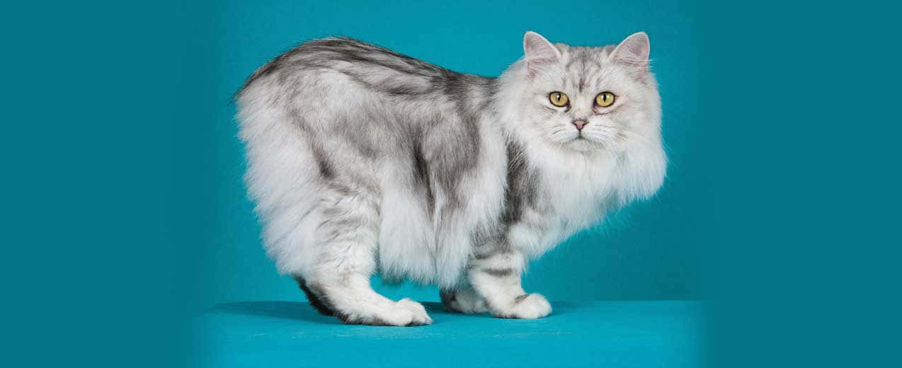 Beautiful Cymric Cat Lounging On The Floor Wallpaper