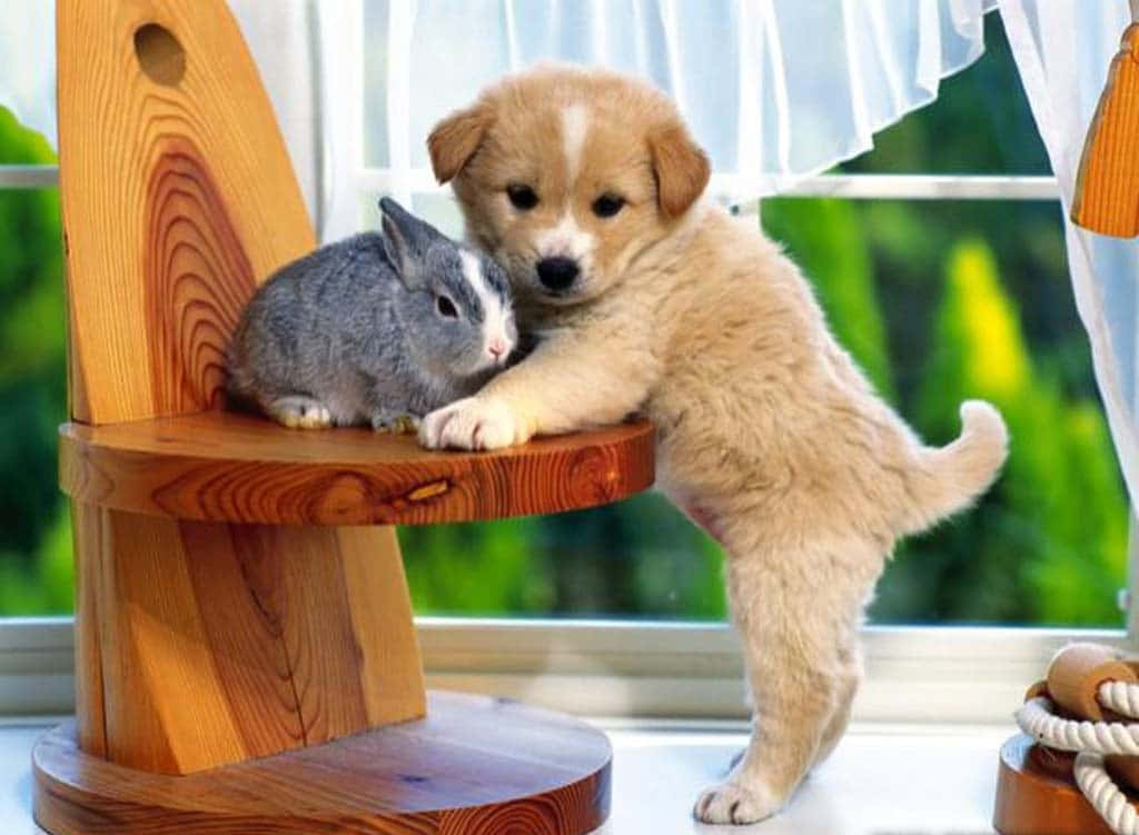 Beautiful Desktop Animal Puppy And A Rabbit Wallpaper