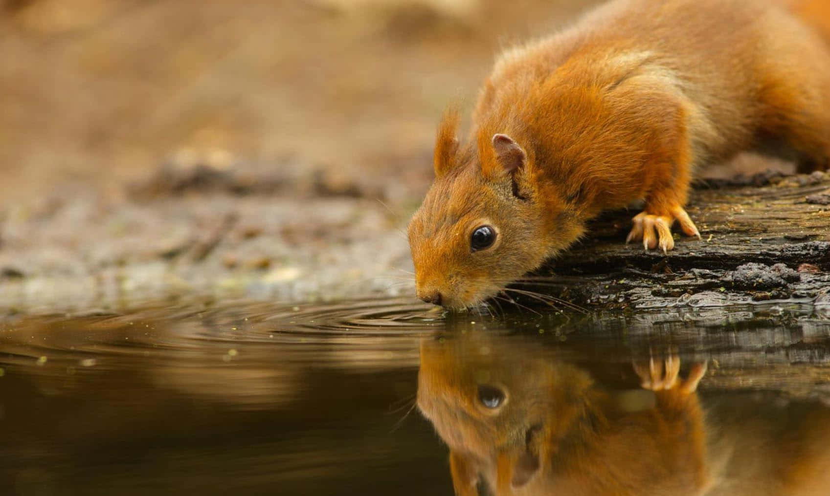 Beautiful Desktop Animal Red Squirrel Wallpaper