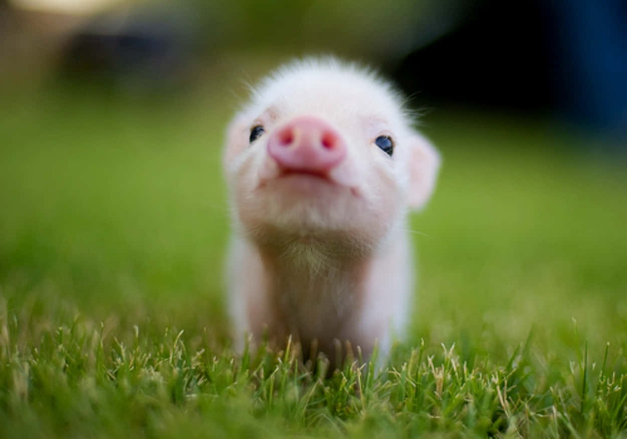 Beautiful Desktop Animal Tiny Little Piglet Wallpaper