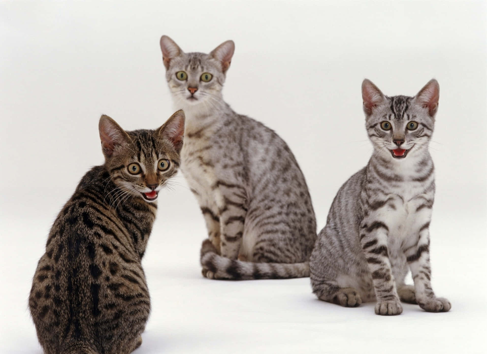 Beautiful Egyptian Mau Gazing Into The Distance Wallpaper