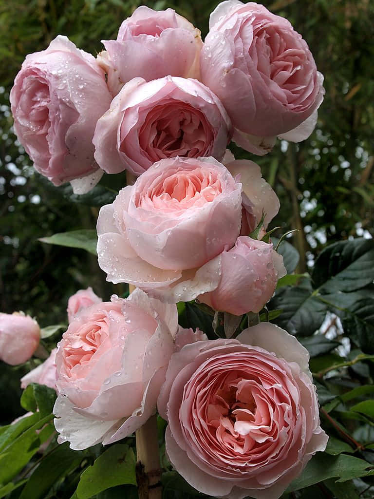 Beautiful English Rose Garden In Full Bloom Wallpaper