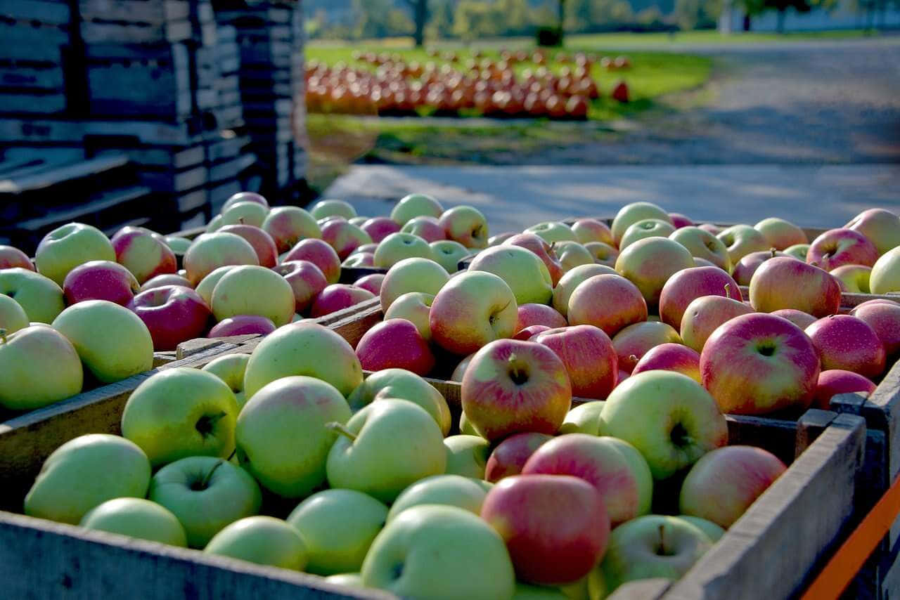 Beautiful Fall Apples On Wooden Table Wallpaper