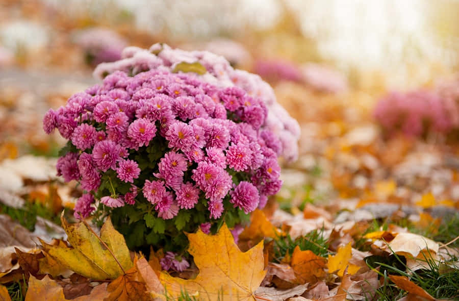 Beautiful Fall Flowers Blooming In A Garden Wallpaper