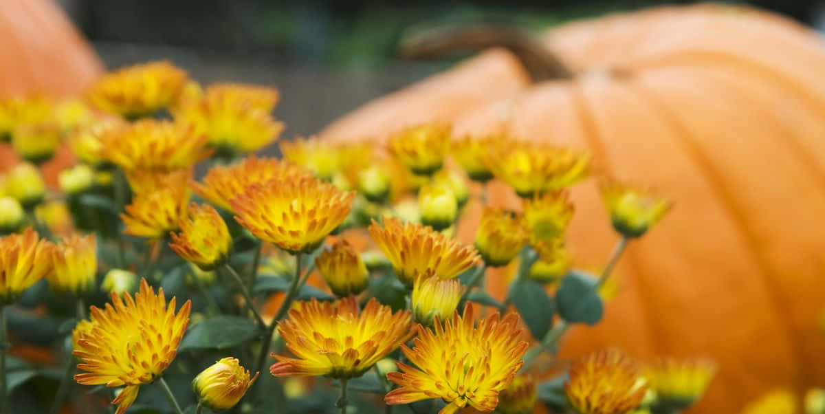 Beautiful Fall Flowers In Full Bloom Wallpaper