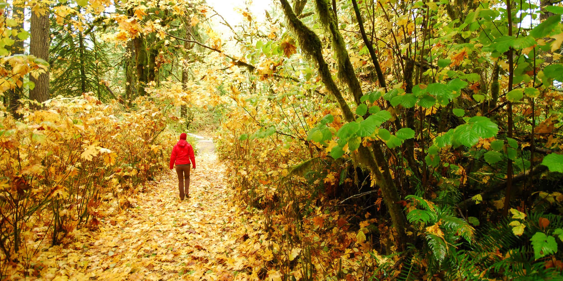 Beautiful Fall Hike On A Scenic Mountain Trail Wallpaper