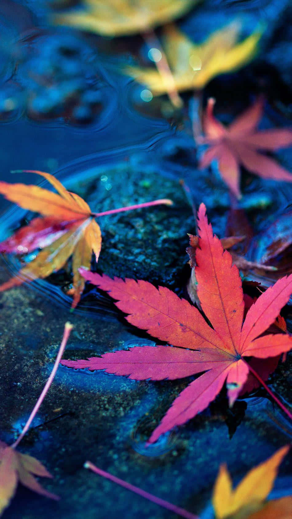 Beautiful Fallen Leaves On Forest Ground Wallpaper